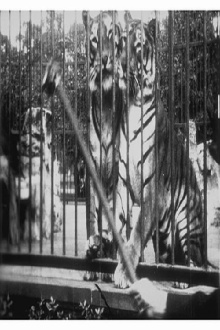 Tigers at the Zoo Trailer