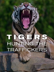 Tigers: Hunting the Traffickers Trailer