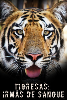 Tigress Blood Trailer