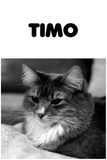 Timo Trailer