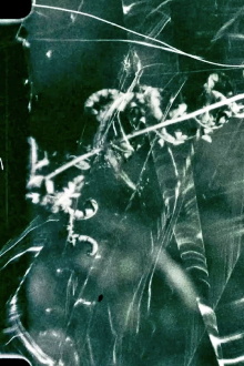 To Live and Die in the Shadows: Ferns, Survival and Horizontal Gene Transfer Trailer