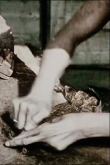 Tobacco Culture Trailer