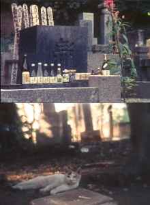 Tokyo, Late Summer Trailer