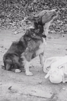 Toodles, Tom and Trouble Trailer