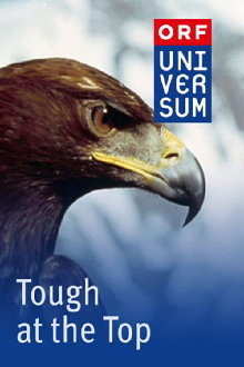 Tough at the Top Trailer