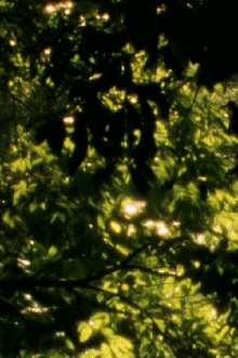 Toxos e flores Trailer