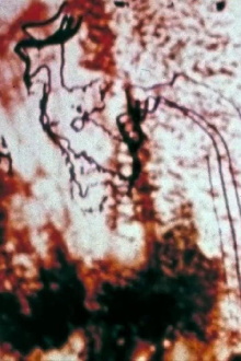 Trace Trailer