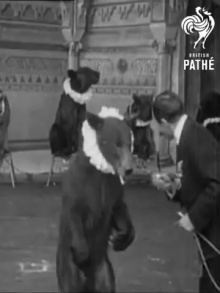 Trained Bears Trailer