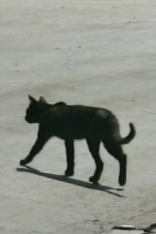 Traversée de chat Trailer