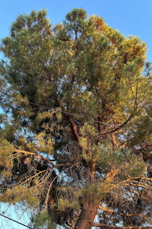 Tree Trailer