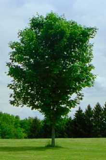 Tree Trailer