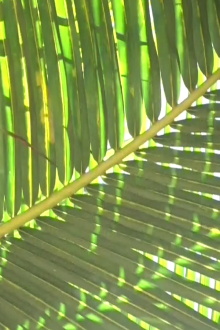 Tree Again Trailer
