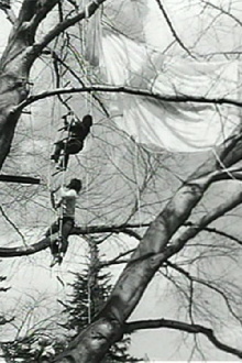 Tree Dance Trailer