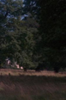 Tree Trailer