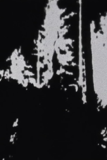 Treefall Trailer