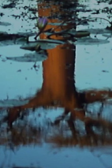 Trees Trailer