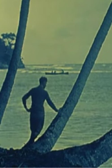 Tropical Nights Trailer