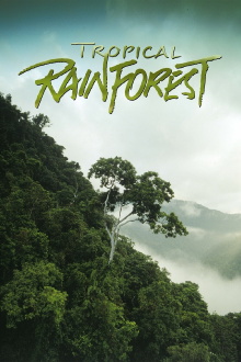 Tropical Rainforest Trailer