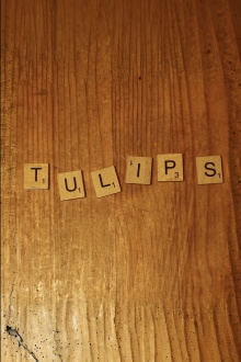 Tulips Trailer