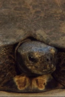 Turtle Trailer
