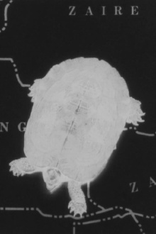 Turtle Dreams Trailer