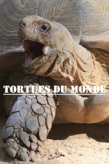 Turtles of the World Trailer
