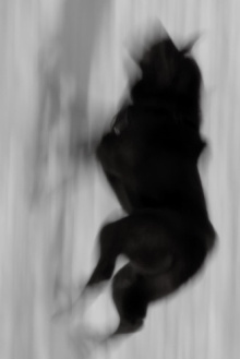 Two Dogs Trailer