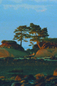 Two Trees Trailer