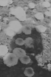 Un Image Trailer