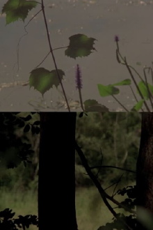 Under a Tree Trailer