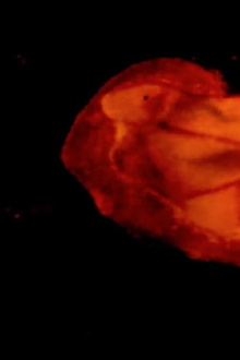 Under the Microscope Trailer
