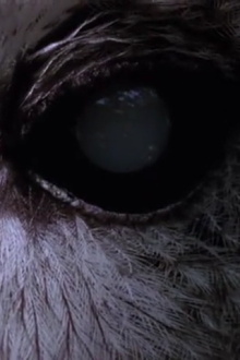 Undergrowth Trailer
