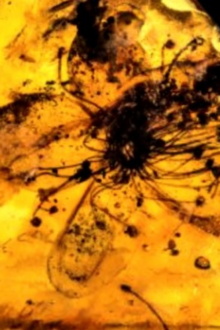 Untitled #9: Nor All Flowers of Foul Trailer
