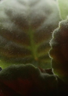 Usambara Violet Trailer
