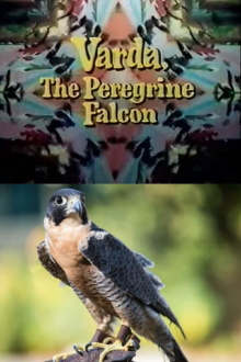 Varda, the Peregrine Falcon Trailer