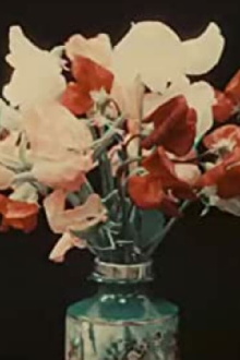Varieties of Sweet Peas Trailer