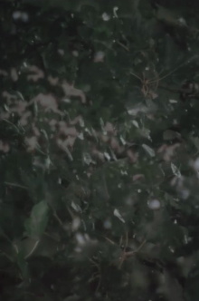 Vestige Trailer