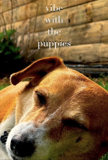 Vibe With The Puppies Trailer