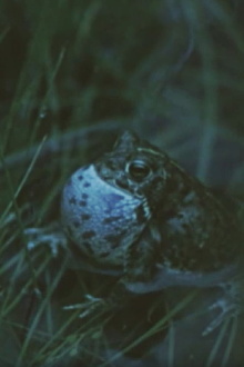 Vicious Animal Trailer