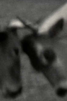 Videogramas #5 Trailer