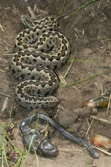 Vipera Life – A serpent’s life Trailer