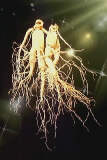 Visit to Kaesong, the Place of Ginseng Trailer