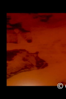 Visitor in the Inside Trailer