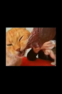 Voracious Cats Trailer
