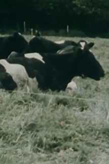 Vormagenmotorik bei Wiederkäuern Trailer