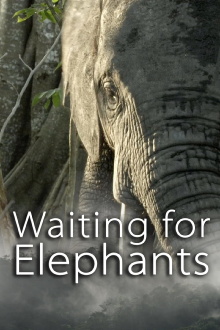 Waiting for Elephants Trailer