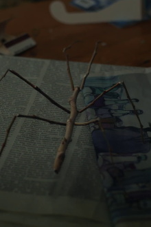 Walking Stick Trailer