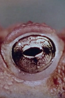 Warty, the Toad Trailer