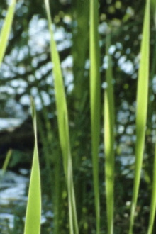 Wasserpflanzen Trailer