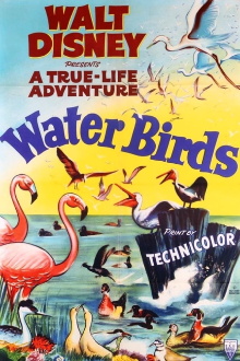 Water Birds Trailer